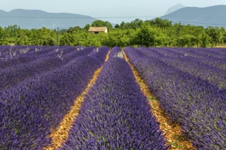 Lavender field, flowering true lavender (Lavandula angustifolia), PuimoissonPlateau de Valensole,