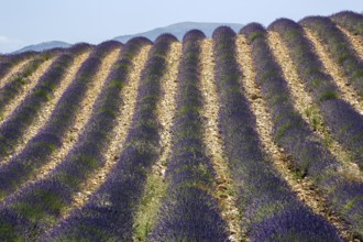 Lavender field, flowering true lavender (Lavandula angustifolia), near Valensole, Provence,