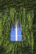 Window overgrown with ivy, Abbey courtyard, Augustinian canons' monastery, Neustift Abbey, also