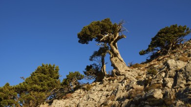 Bizarre gnarled tree, boulders, Gingilos, hiking on the Gingilos, morning light, cloudless blue