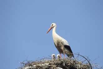 White Stork (Ciconia ciconia) Old bird with two young birds in the nest, Allgäu, Bavaria, Germany,