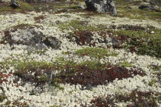 Tundra plants, white reindeer lichens (Cladonia rangiferina) red-brown goldmoss stonecrop (Sedum