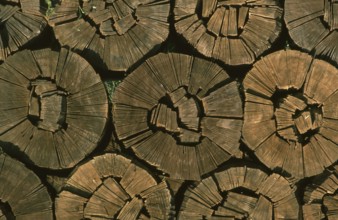 Firewood, split logs