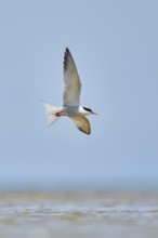 Elegant tern (Thalasseus elegans) flying in the sky above the sea, hunting, ebro delta, Catalonia,