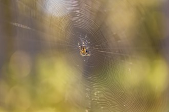 Cross spider (Araneus) in a spider web