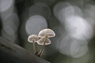 Porcelain fungi (Oudemansiella mucida), Emsland, Lower Saxony, Germany, Europe