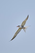 Elegant tern (Thalasseus elegans) flying in the sky above the sea, hunting, ebro delta, Catalonia,