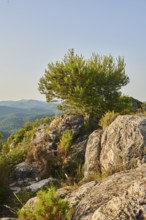 Scots pine (Pinus sylvestris) at Mount "La Talaia del Montmell" at evening, Catalonia, Spain,