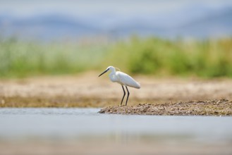 Little egret (Egretta garzetta) standing at the shore, hunting, sea, ebro delta, Catalonia, Spain,