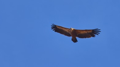 Single Griffon Vulture in flight, close, cloudless blue sky, Rodopou Peninsula, West Crete, Crete