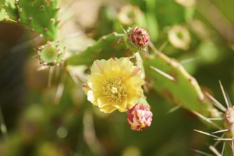 Indian fig opuntia (Opuntia ficus-indica) blossom, ebro delta, Catalonia, Spain, Europe