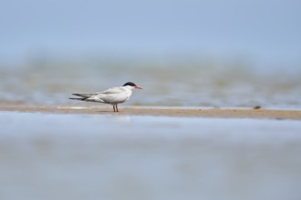 Elegant tern (Thalasseus elegans) sitting on a sandbank, ebro delta, Catalonia, Spain, Europe