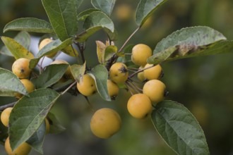 Apple tree (Malus), Lower Saxony, Germany, Europe