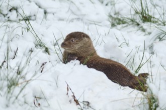 European otter (Lutra lutra), in the snow, winter, captive, Germany, Europe