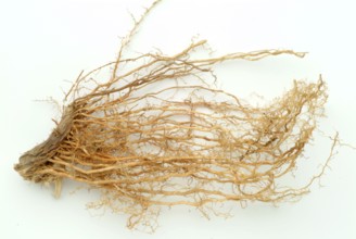 Vetiver, Chrysopogon zizanioides, Andropogon squarrosus, Andropogon muricatus, a sweet grass, is