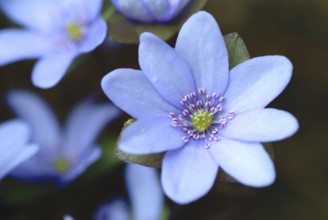 Liverwort (Hepatica triloba) (Hepatica nobilis) (Anemone hepatica), synonyma, common liverwort,