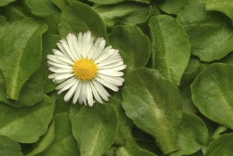 Common daisy (Bellis perennis), medicinal plant, naturopathy classifies the daisy among other