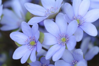 Liverwort (Hepatica triloba) (Hepatica nobilis) (Anemone hepatica), synonyma, common liverwort,