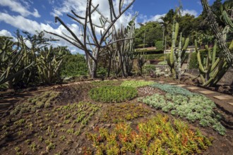 Cacti in the cactus garden, botanical garden in Funchal, Jardim Botanico, Funchal, Madeira,