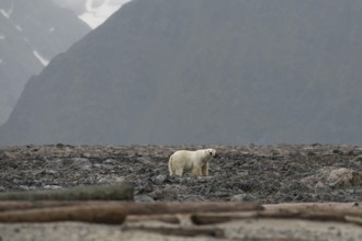 Polar bear (Ursus maritimus), male, Blomstrandhalvoya, Spitsbergen archipelago, Svalbard and Jan