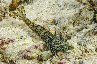 Close-up of marbled shrimp (Saron marmoratus) with marbled stalk eyes distinctive eyes lurking for