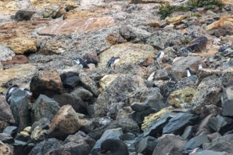 Blauer Pinguin (Eudyptula minor), Kolonie, Oamaru, Bezirk Waitaki, Otago, Neuseeland