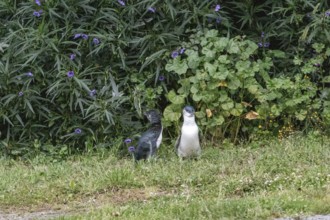 Blauer Pinguin (Eudyptula minor), Oamaru, Bezirk Waitaki, Otago, Neuseeland