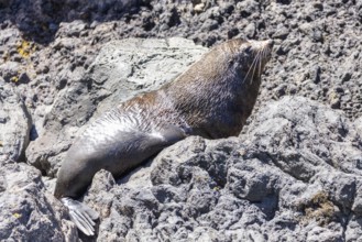 Robben (Pinnipedia), Bootsfahrt, Akaroa, Banks Peninsula, Canterbury, Neuseeland