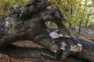 Porcelain fungi (Oudemansiella mucida) on dying hornbeam (Fagus sylvatica), Hutewald Halloh, Hesse,