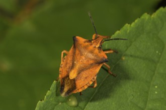 Northern fruit bug (Carpocoris fuscispinus) on a leaf, Baden-Württemberg, Germany, Europe