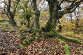 Old copper beech (Fagus sylvatica), Hutebuche, Hutewald Halloh, Hesse, Germany, Europe