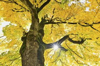 Sun shining through old sycamore maple (Acer pseudo plantanus), in autumnal colour, Canton Glarus,