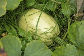 Spaghetti squash, garden pumpkin (Cucurbita pepo), Kiel, Schleswig-Holstein, Germany, Europe