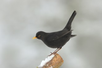 Blackbird (Turdus merula) male, sitting attentively on a branch covered with snow, wildlife,