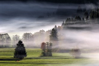 Morning atmosphere, fog near Oberstdorf, Oberallgäu, Bavaria, Germany, Europe