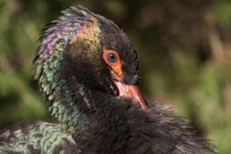 Black stork (Ciconia nigra), animal portrait, captive, Bad Mergentheim Wildlife Park,