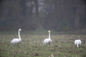 Whooper swans (Cygnus cygnus), Emsland, Lower Saxony, Germany, Europe