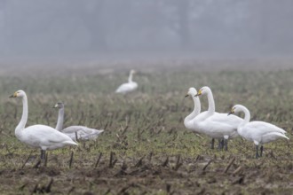 Whooper swans (Cygnus cygnus), Emsland, Lower Saxony, Germany, Europe