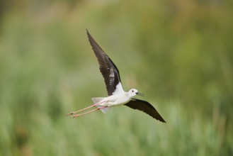 Black-winged stilt (Himantopus himantopus) flying over the reed, Camargue, France, Europe