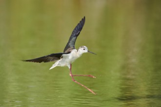 Black-winged stilt (Himantopus himantopus) landing in the water, Camargue, France, Europe