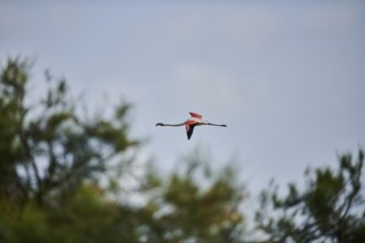 Greater Flamingo (Phoenicopterus roseus), flying in the sky, Parc Naturel Regional de Camargue,