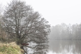 Boat under alders (Alnus glutinosa) in the fog by the water, Emsland, Lower Saxony, Germany, Europe