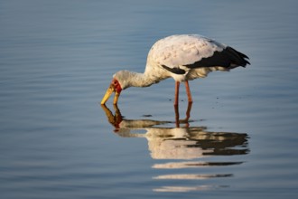 Yellow-billed Stork (Mycteria ibis) in water, fishing, Kruger National Park, South Africa, Africa