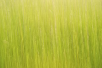 Meadow or pasture with high grass in spring abstract, atmospheric evening light in May, may green,