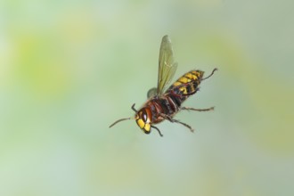 European hornet (Vespa crabro) worker in flight, highspeed nature photo, insects, Siegerland, North