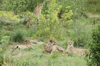 Cheetah (Acinonyx jubatus), lying, captive, distribution africa