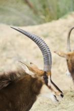 Sable antelope (Hippotragus niger) in the dessert, portrait, captive, distribution Africa