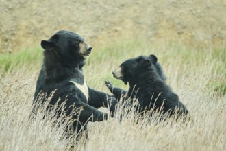 American black bear (Ursus americanus), captive, distribution North America