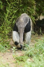 Giant anteater (Myrmecophaga tridactyla), captive, distribution South America