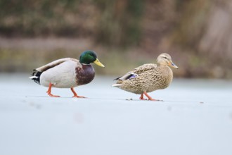 Wild duck (Anas platyrhynchos), couple walking on a frozen lake, Bavaria, Germany Europe